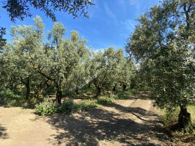 Bursa Orhangazi Satılık Fırsat Zeytinlik 3