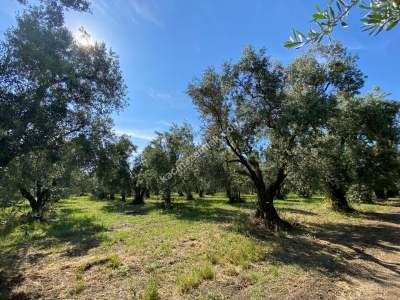 Bursa Orhangazi Satılık Fırsat Zeytinlik 6