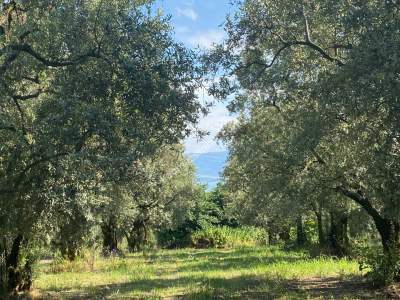 Bursa Orhangazi Satılık Fırsat Zeytinlik 12