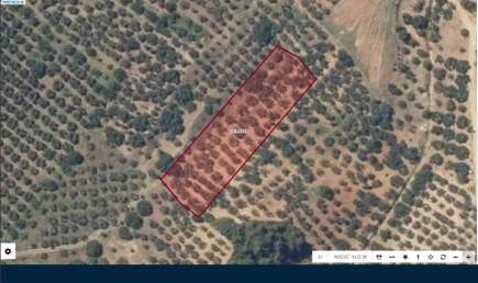 Osmangazi Gündoğduda 3011 M2 Satılık Zeytinlik 1