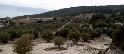 Denizli Sarayköy Sazak Mevkiinde Satılık Zeytinlik 4