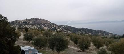 Denizli Sarayköy Sazak Mevkiinde Satılık Zeytinlik 3