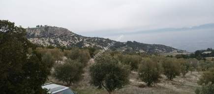 Denizli Sarayköy Sazak Mevkiinde Satılık Zeytinlik 8