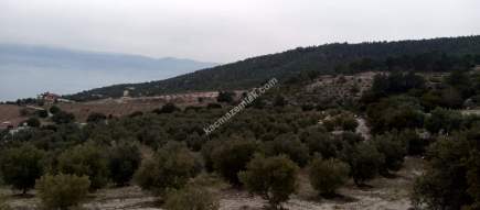 Denizli Sarayköy Sazak Mevkiinde Satılık Zeytinlik 12