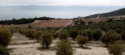 Denizli Sarayköy Sazak Mevkiinde Satılık Zeytinlik 11