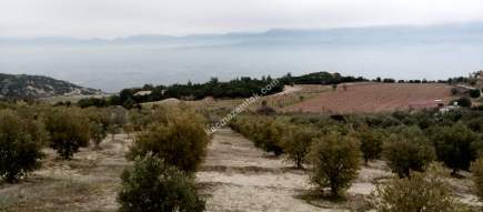 Denizli Sarayköy Sazak Mevkiinde Satılık Zeytinlik 7