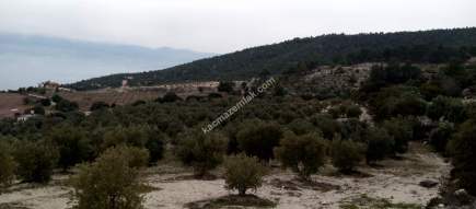 Denizli Sarayköy Sazak Mevkiinde Satılık Zeytinlik 1