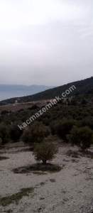 Denizli Sarayköy Sazak Mevkiinde Satılık Zeytinlik 6