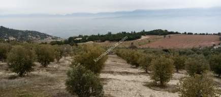 Denizli Sarayköy Sazak Mevkiinde Satılık Zeytinlik 10