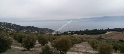 Denizli Sarayköy Sazak Mevkiinde Satılık Zeytinlik 2