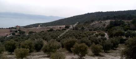 Denizli Sarayköy Sazak Mevkiinde Satılık Zeytinlik 13