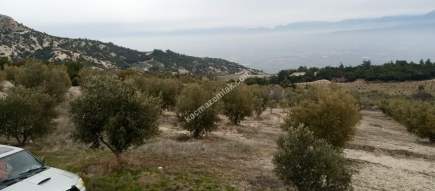 Denizli Sarayköy Sazak Mevkiinde Satılık Zeytinlik 9