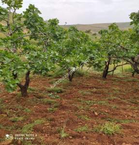 Nizip Salkım Da 38 Dönüm Yatırımlık Fıstıklık 5