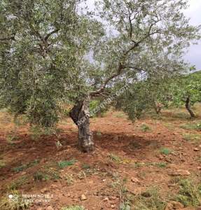 Nizip Salkım Da 38 Dönüm Yatırımlık Fıstıklık 6
