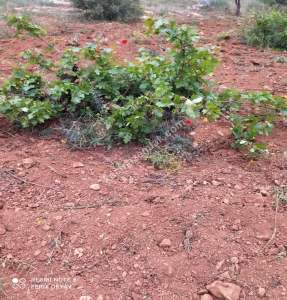 Nizip Salkım Da 38 Dönüm Yatırımlık Fıstıklık 23