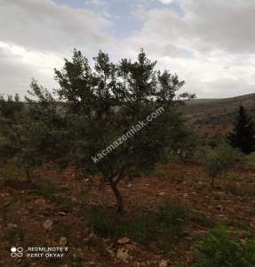 Nizip Salkım Da 38 Dönüm Yatırımlık Fıstıklık 8