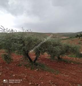 Nizip Salkım Da 38 Dönüm Yatırımlık Fıstıklık 13