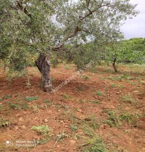 Nizip Salkım Da 38 Dönüm Yatırımlık Fıstıklık 7
