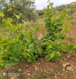 Nizip Salkım Da 38 Dönüm Yatırımlık Fıstıklık 19