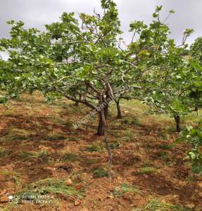 Nizip Salkım Da 38 Dönüm Yatırımlık Fıstıklık 2