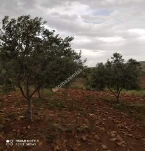 Nizip Salkım Da 38 Dönüm Yatırımlık Fıstıklık 10