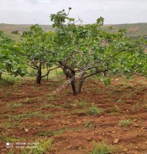 Nizip Salkım Da 38 Dönüm Yatırımlık Fıstıklık