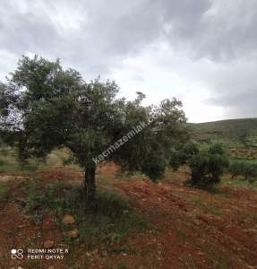 Nizip Salkım Da 38 Dönüm Yatırımlık Fıstıklık 11