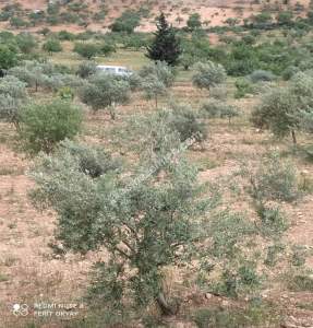 Nizip Salkım Da 38 Dönüm Yatırımlık Fıstıklık 21