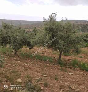 Nizip Salkım Da 38 Dönüm Yatırımlık Fıstıklık 16