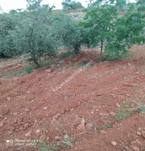 Nizip Salkım Da 38 Dönüm Yatırımlık Fıstıklık 22