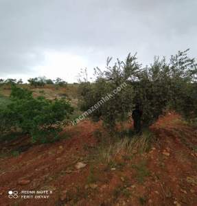 Nizip Salkım Da 38 Dönüm Yatırımlık Fıstıklık 12