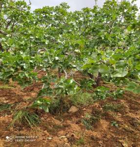 Nizip Salkım Da 38 Dönüm Yatırımlık Fıstıklık 4