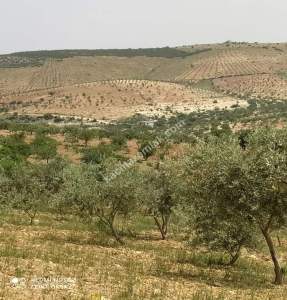 Nizip Salkım Da 38 Dönüm Yatırımlık Fıstıklık 17