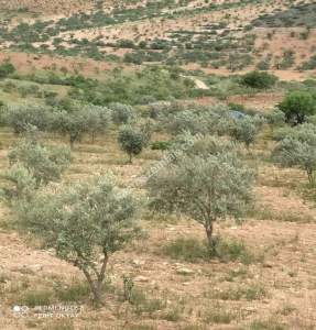 Nizip Salkım Da 38 Dönüm Yatırımlık Fıstıklık 20