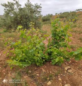 Nizip Salkım Da 38 Dönüm Yatırımlık Fıstıklık 18
