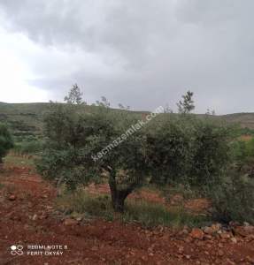 Nizip Salkım Da 38 Dönüm Yatırımlık Fıstıklık 14