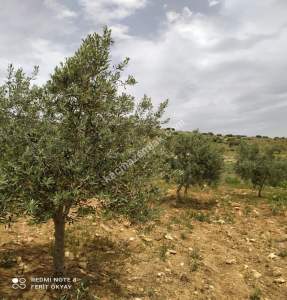 Nizip Salkım Da 38 Dönüm Yatırımlık Fıstıklık 15