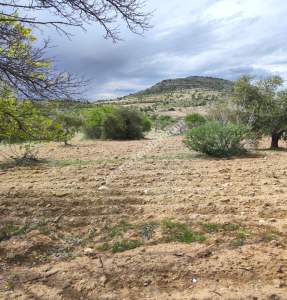 Şahinbey Morcalıda Çok Uygun 5.350M2 Tek Tapu Zeytinlik 39