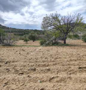 Şahinbey Morcalıda Çok Uygun 5.350M2 Tek Tapu Zeytinlik 38