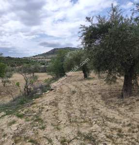 Şahinbey Morcalıda Çok Uygun 5.350M2 Tek Tapu Zeytinlik 28