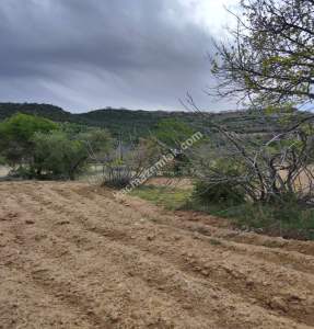 Şahinbey Morcalıda Çok Uygun 5.350M2 Tek Tapu Zeytinlik 30