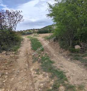 Şahinbey Morcalıda Çok Uygun 5.350M2 Tek Tapu Zeytinlik 11