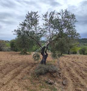 Şahinbey Morcalıda Çok Uygun 5.350M2 Tek Tapu Zeytinlik 16