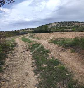 Şahinbey Morcalıda Çok Uygun 5.350M2 Tek Tapu Zeytinlik 8