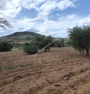 Şahinbey Morcalıda Çok Uygun 5.350M2 Tek Tapu Zeytinlik 17
