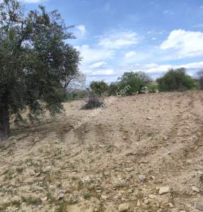 Şahinbey Morcalıda Çok Uygun 5.350M2 Tek Tapu Zeytinlik 27