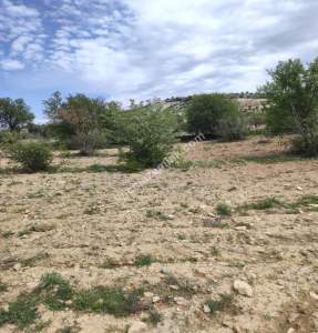 Şahinbey Morcalıda Çok Uygun 5.350M2 Tek Tapu Zeytinlik 40