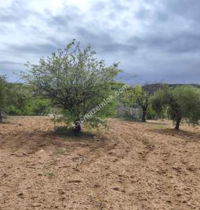 Şahinbey Morcalıda Çok Uygun 5.350M2 Tek Tapu Zeytinlik 36