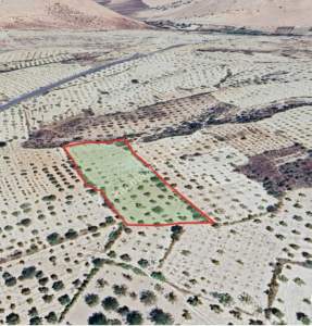 Şahinbey Morcalıda Çok Uygun 5.350M2 Tek Tapu Zeytinlik 4