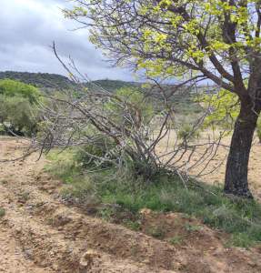 Şahinbey Morcalıda Çok Uygun 5.350M2 Tek Tapu Zeytinlik 33